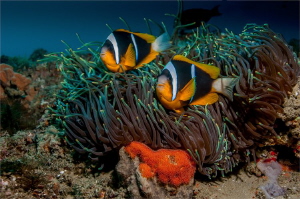 Two Two bar Clown fish at their anemone with recently lai... by Chris Pienaar 